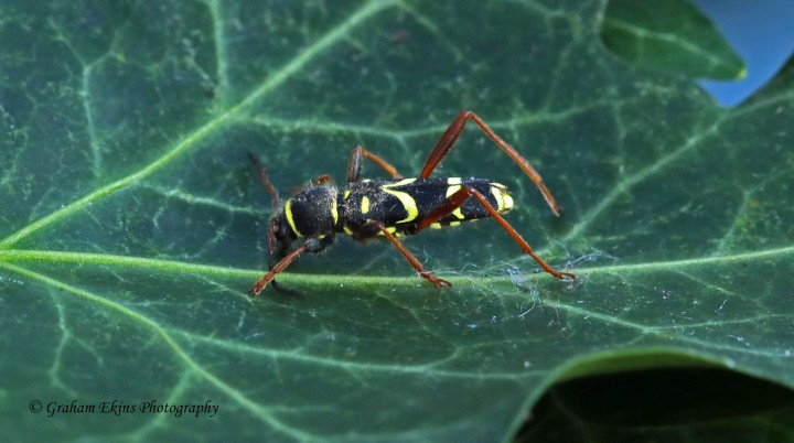 Clytus arietus 6 Copyright: Graham Ekins