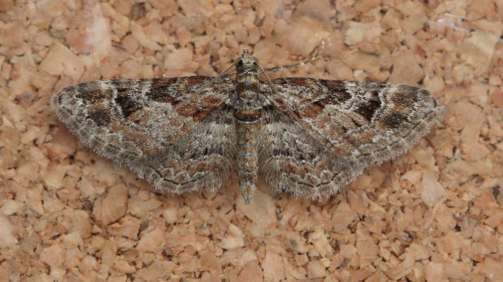 Double-striped Pug  Gymnoscelis rufifasciata Copyright: Graham Ekins