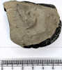 Hoploparia gammaroides London Clay Lobster