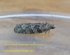 Cnephasia stephensiana  GD  (Grey Tortrix)