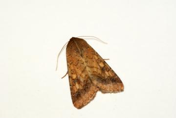 Scarce Bordered Straw Copyright: Ben Sale