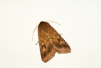 Scarce Bordered Straw 