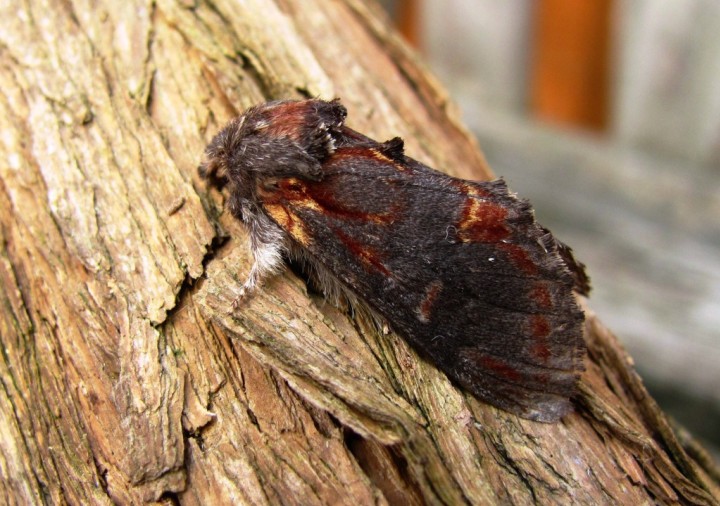 Iron Prominent Copyright: Graham Smith