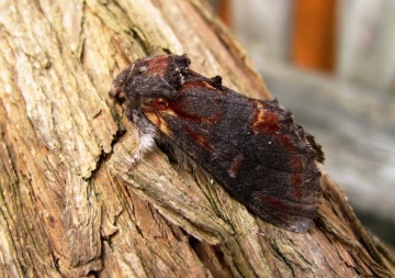 Iron Prominent Copyright: Graham Smith