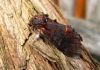 Iron Prominent 