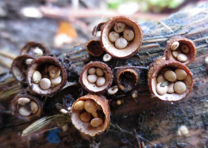 Crucibulum laeve. Copyright: Stephen Rolls