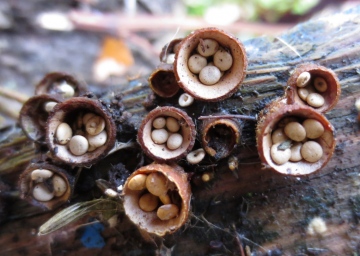 Crucibulum laeve. Copyright: Stephen Rolls