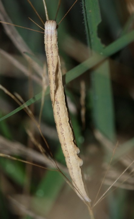 E mi larvae Copyright: Robert Smith