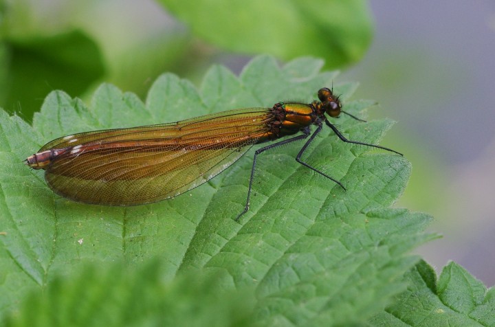 Calopteryx virgo female Copyright: James Northfield