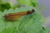 Calopteryx virgo female 