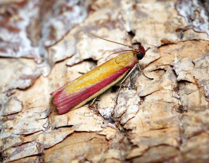 Oncocera semirubella 4 Copyright: Ben Sale