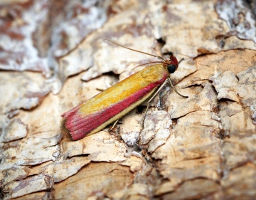 Oncocera semirubella 4 Copyright: Ben Sale