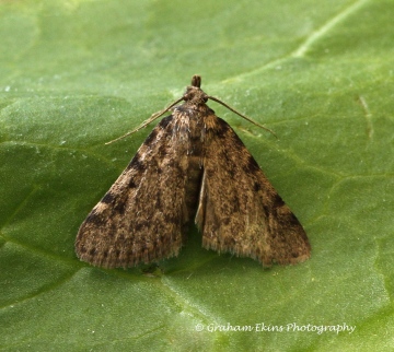 Aglossa pinguinalis   large Tabby 3 Copyright: Graham Ekins