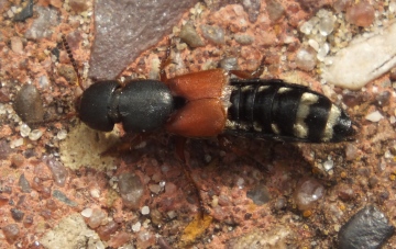 Rove Beetle Copyright: Peter Pearson