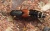Rove Beetle 