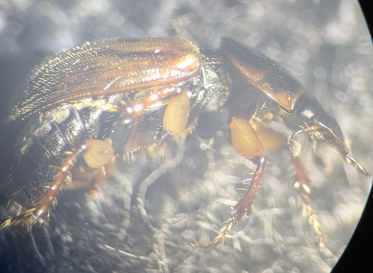 N obliteratus elytra side Copyright: Robert Smith (found by Yvonne Couch)