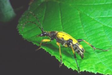 Leptura maculata Copyright: Peter Harvey