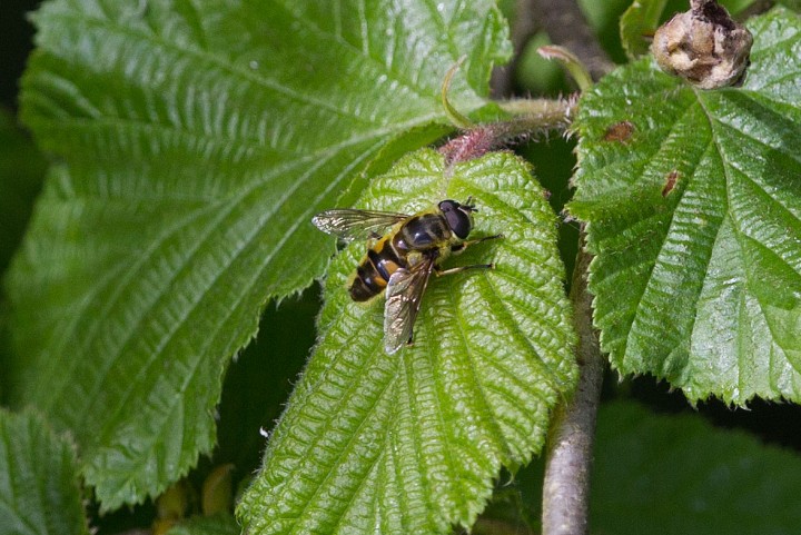 Myathropa florea 2 Copyright: Graham Ekins