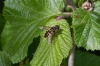 Myathropa florea 2 Copyright: Graham Ekins