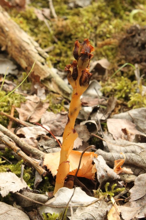 Monotropa hypopitys Copyright: Sue Grayston