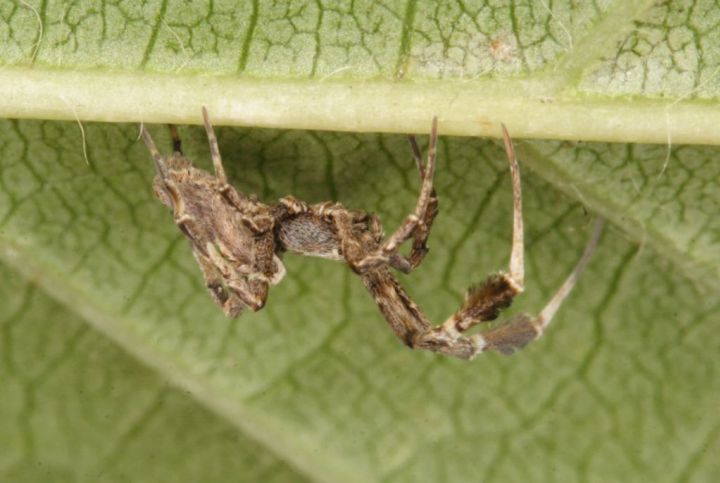 Uloborus plumipes on leaf Copyright: Peter Harvey