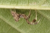 Uloborus plumipes on leaf