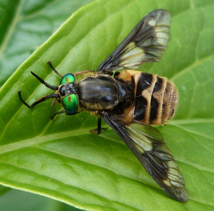 Chrysops relictus Copyright: Andrew Thompson