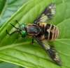 Chrysops relictus Copyright: Andrew Thompson