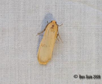 Buff Footman Copyright: Ben Sale