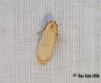 Buff Footman 