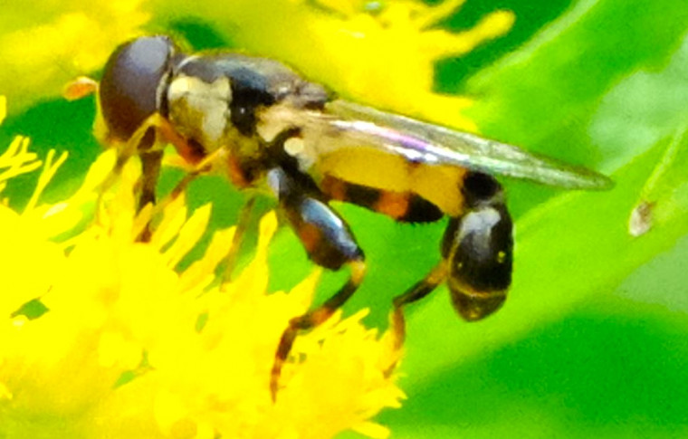 Syritta pipiens on garden Golden rod Copyright: Peter Squire