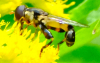 Syritta pipiens on garden Golden rod