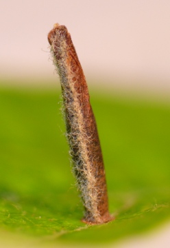 Coleophora hemerobiella larval case on apple. Copyright: Peter Furze
