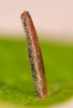 Coleophora hemerobiella larval case on apple.