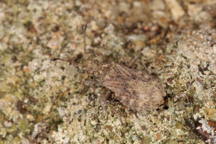 Arenocoris fallenii camouflaged against background Copyright: Peter Harvey