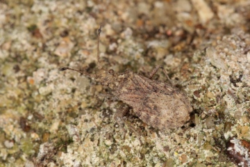 Arenocoris fallenii camouflaged against background Copyright: Peter Harvey