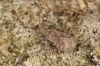 Arenocoris fallenii camouflaged against background Copyright: Peter Harvey