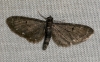 White-spotted Pug