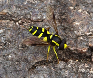 Xanthogramma pedissequum 4 Copyright: Graham Ekins