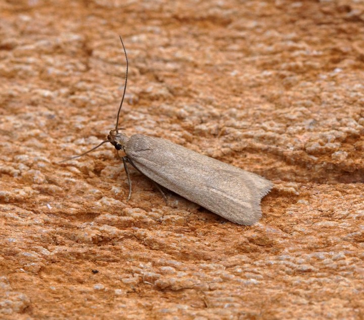 Acompsia cinerella 1 Copyright: Ben Sale