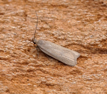 Acompsia cinerella 1 Copyright: Ben Sale