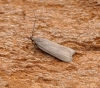 Acompsia cinerella 1