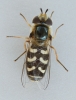 Scaeva pyrastri 3