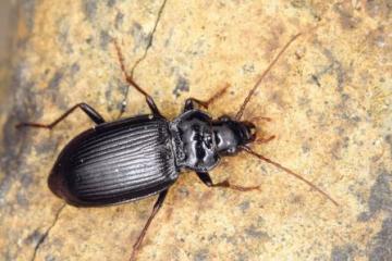 Nebria brevicollis Copyright: Peter Harvey