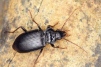 Nebria brevicollis