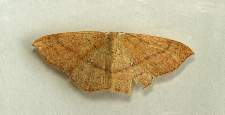 ClayTriple-lines  Cyclophora linearia Copyright: Graham Ekins