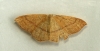 ClayTriple-lines  Cyclophora linearia Copyright: Graham Ekins