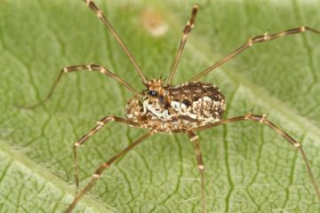 Megabunus diadema female Copyright: Peter Harvey