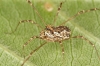 Megabunus diadema female Copyright: Peter Harvey