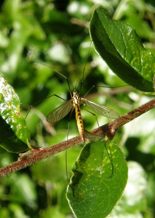 Spotted crane fly female Copyright: Sue Grayston